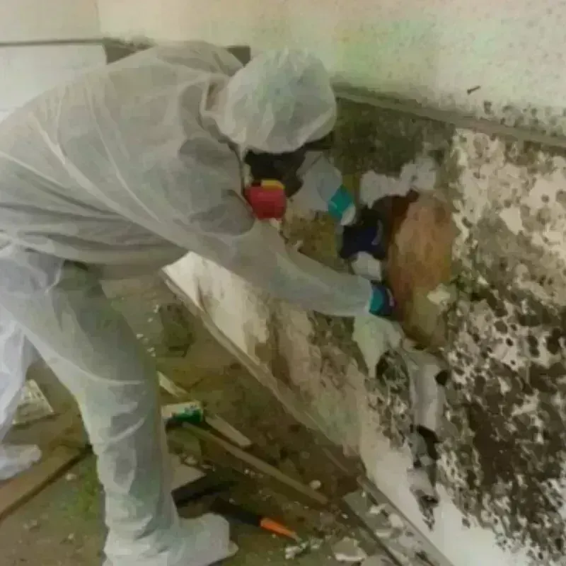 Mold Remediation and Removal in Asotin, WA